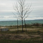 wilderness-1