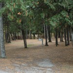 wilderness-3