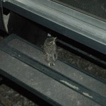 bird-visitor-2