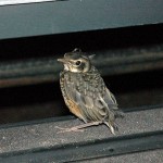bird-visitor-3