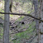 CadesCove2