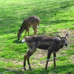 CadesCove3