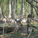 CadesCove4